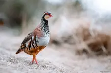 Góropatwa czerwona