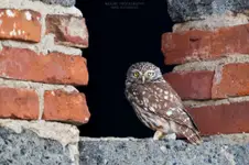 Pójdźka