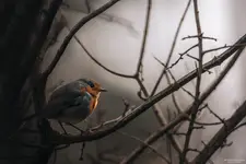 W mroku