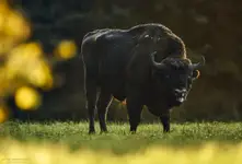 Żubr