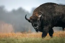 Żubr