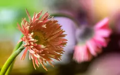 Gerbera w kroplach.