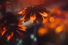 dance of light.....