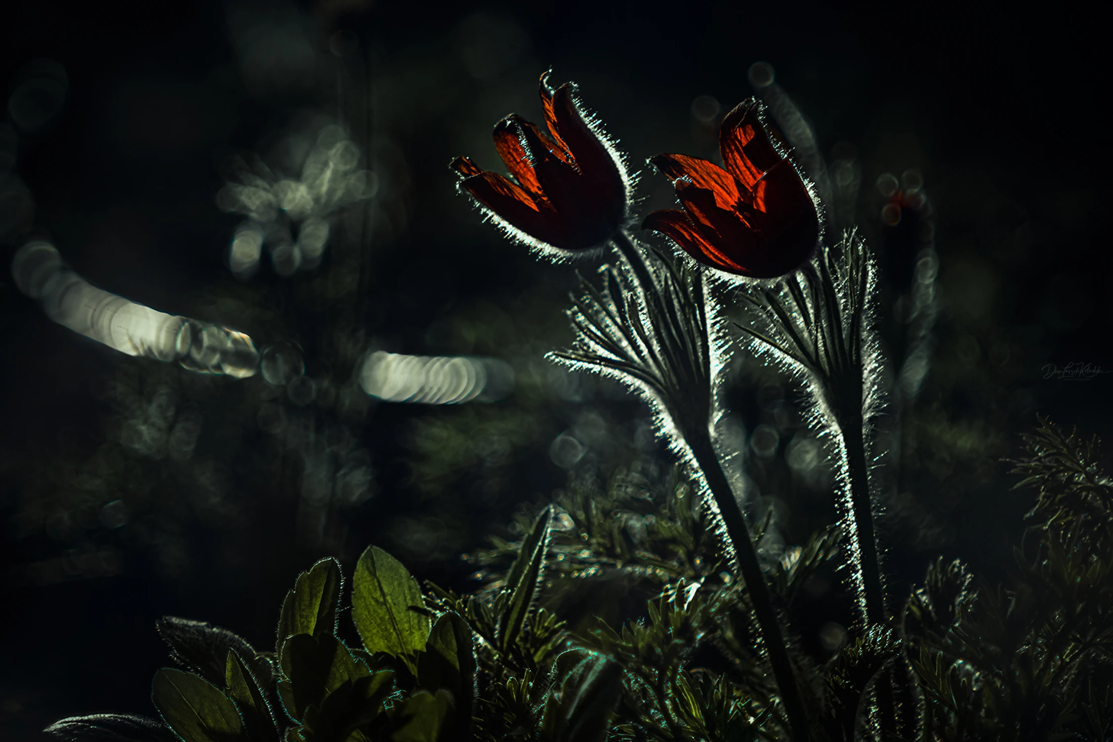 spring tales from the forest...