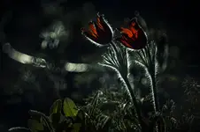 spring tales from the forest...