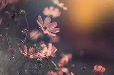 light and shadows...