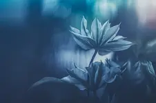 In a garden full of flowers....