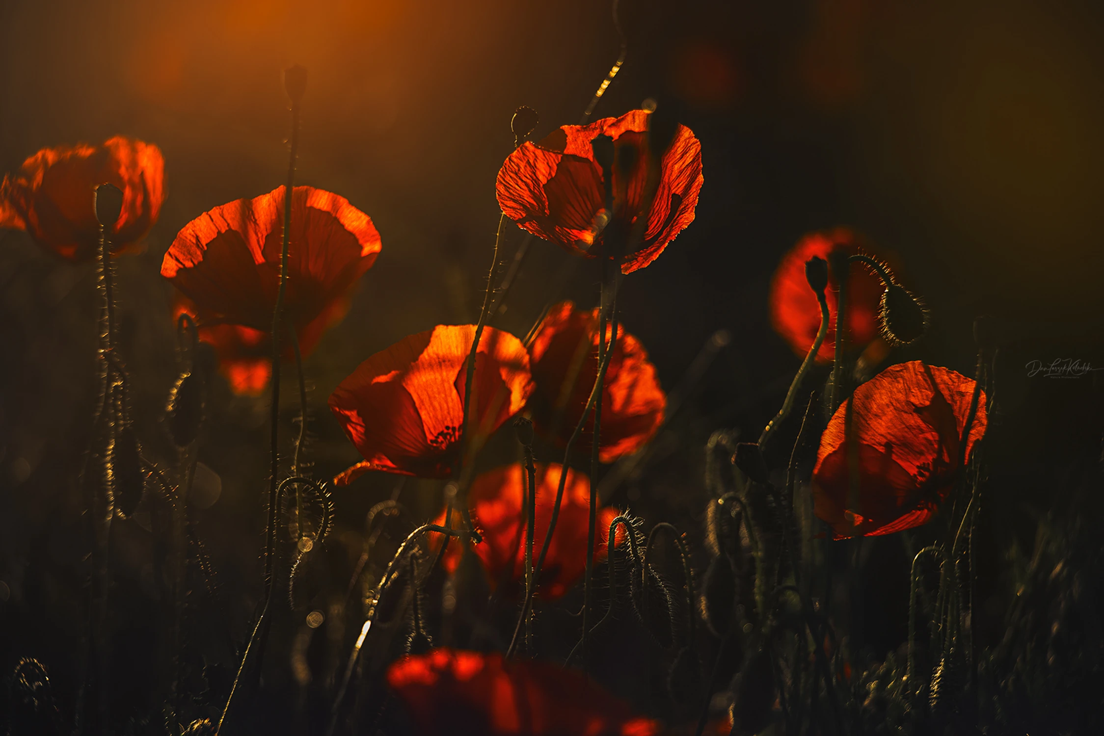 morning in the meadows....