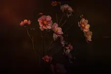 in autumn colors...