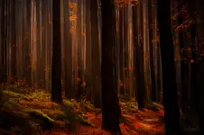 a forest story painted with light....