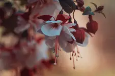 Summer’s Soft Whisper...