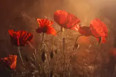 the scent of summer....