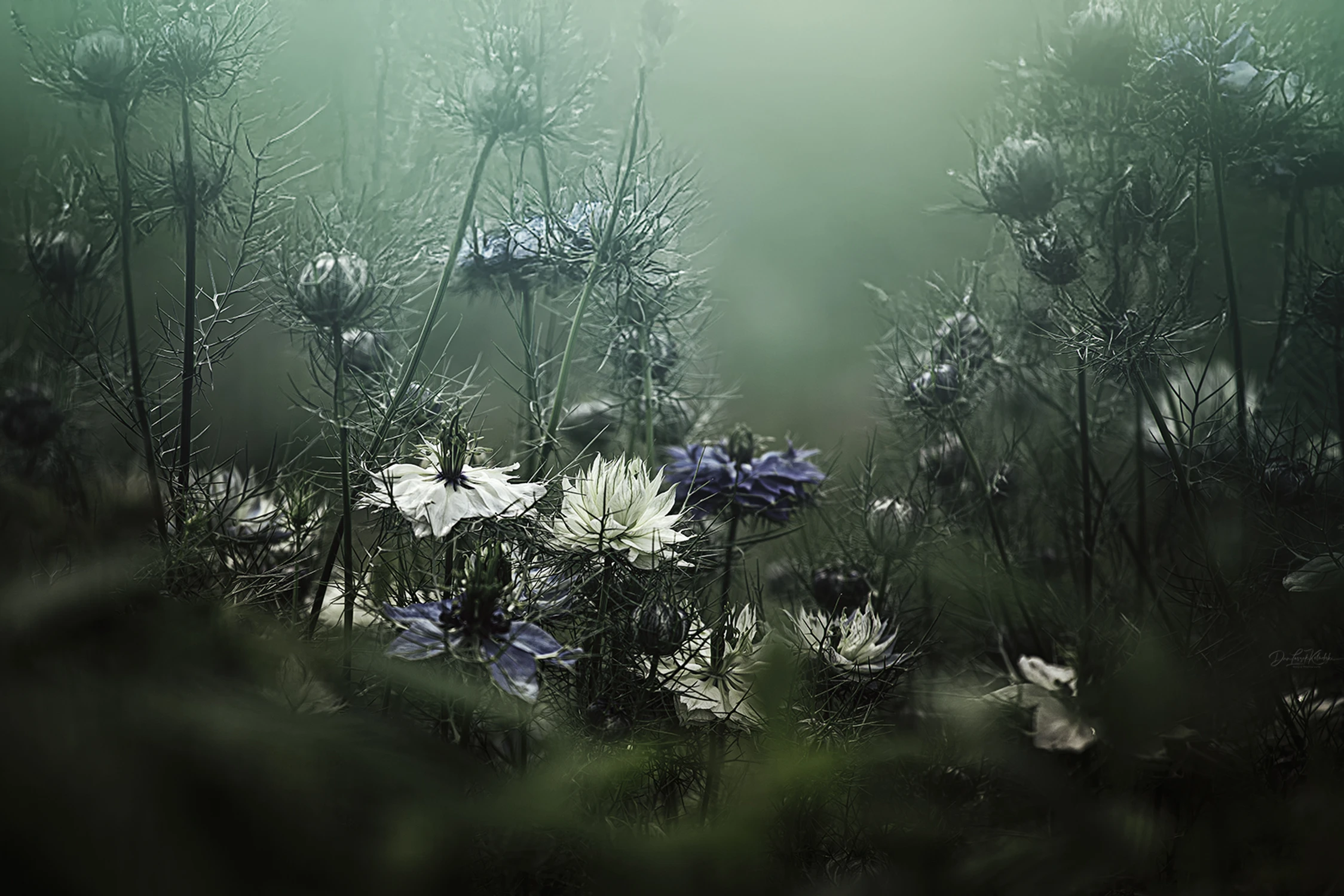 Under the veil of oblivion...