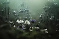 Under the veil of oblivion...