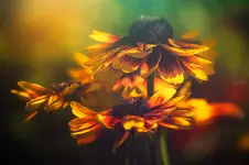 in autumn colors.....