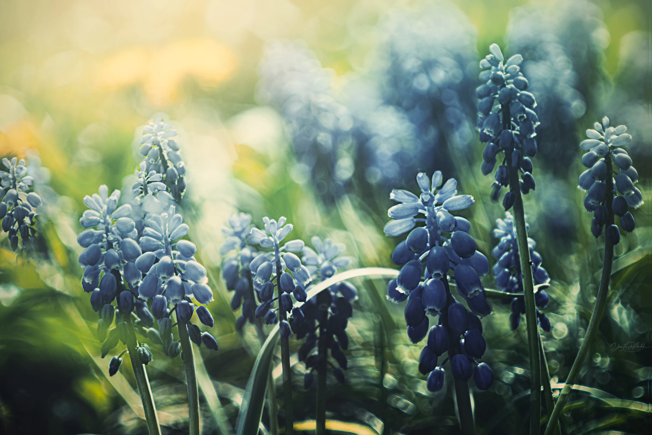 Painted with light.....