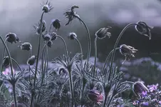 Day of the Triffids...