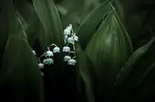 May impression......