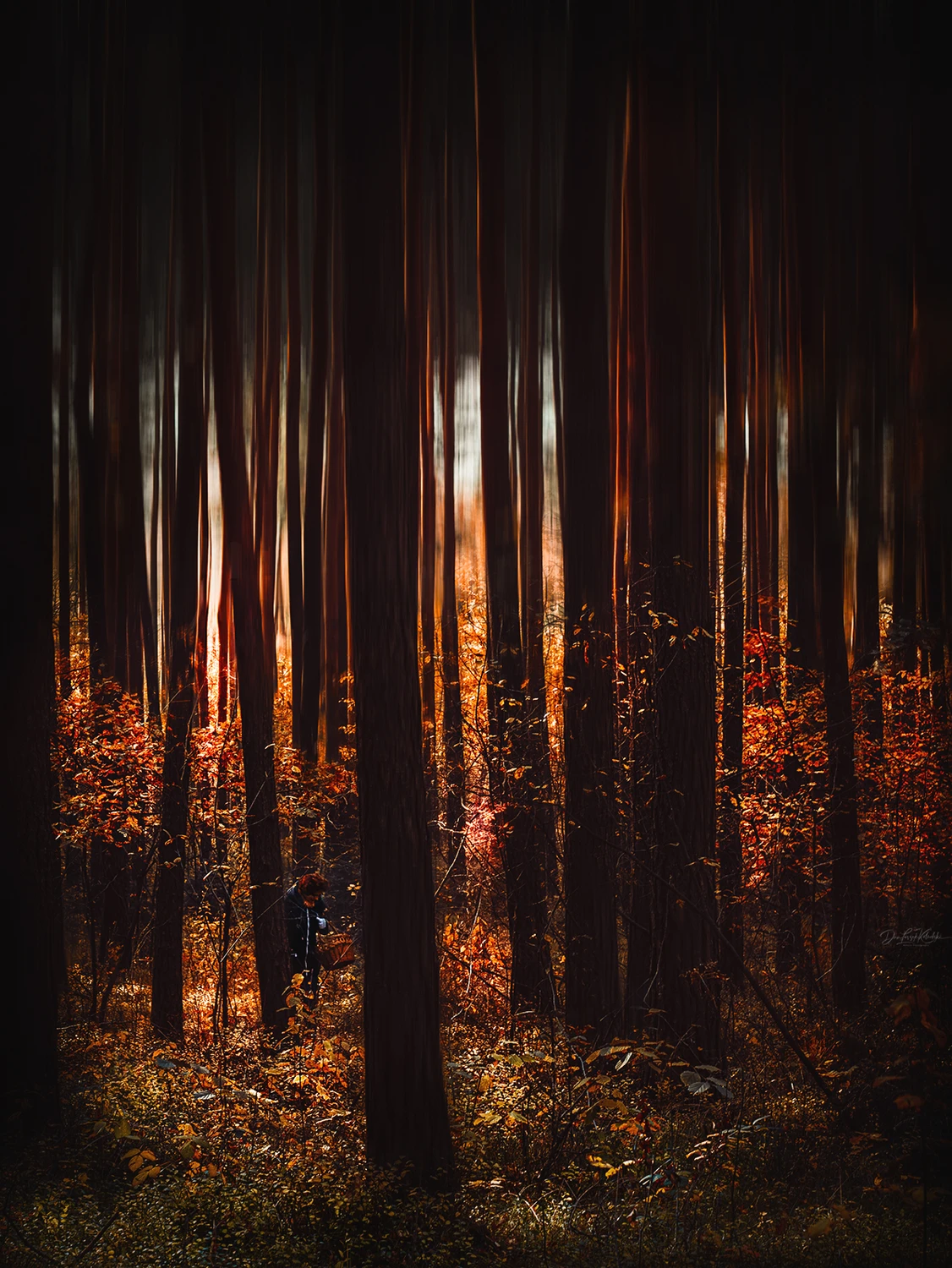 Stories from the Autumn Forest - Mushroom Picking