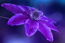 in the garden...