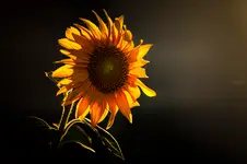 light and shadow....