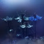 Blue Melancholy....