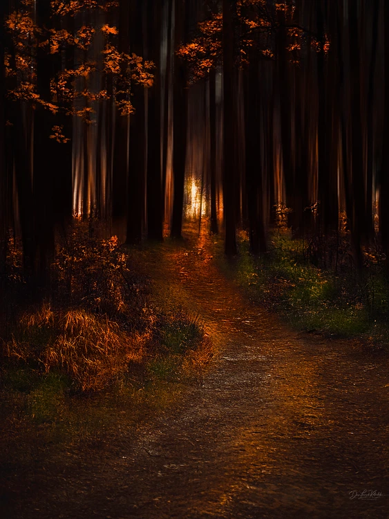 October forest - towards the light