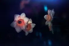 garden impressions....