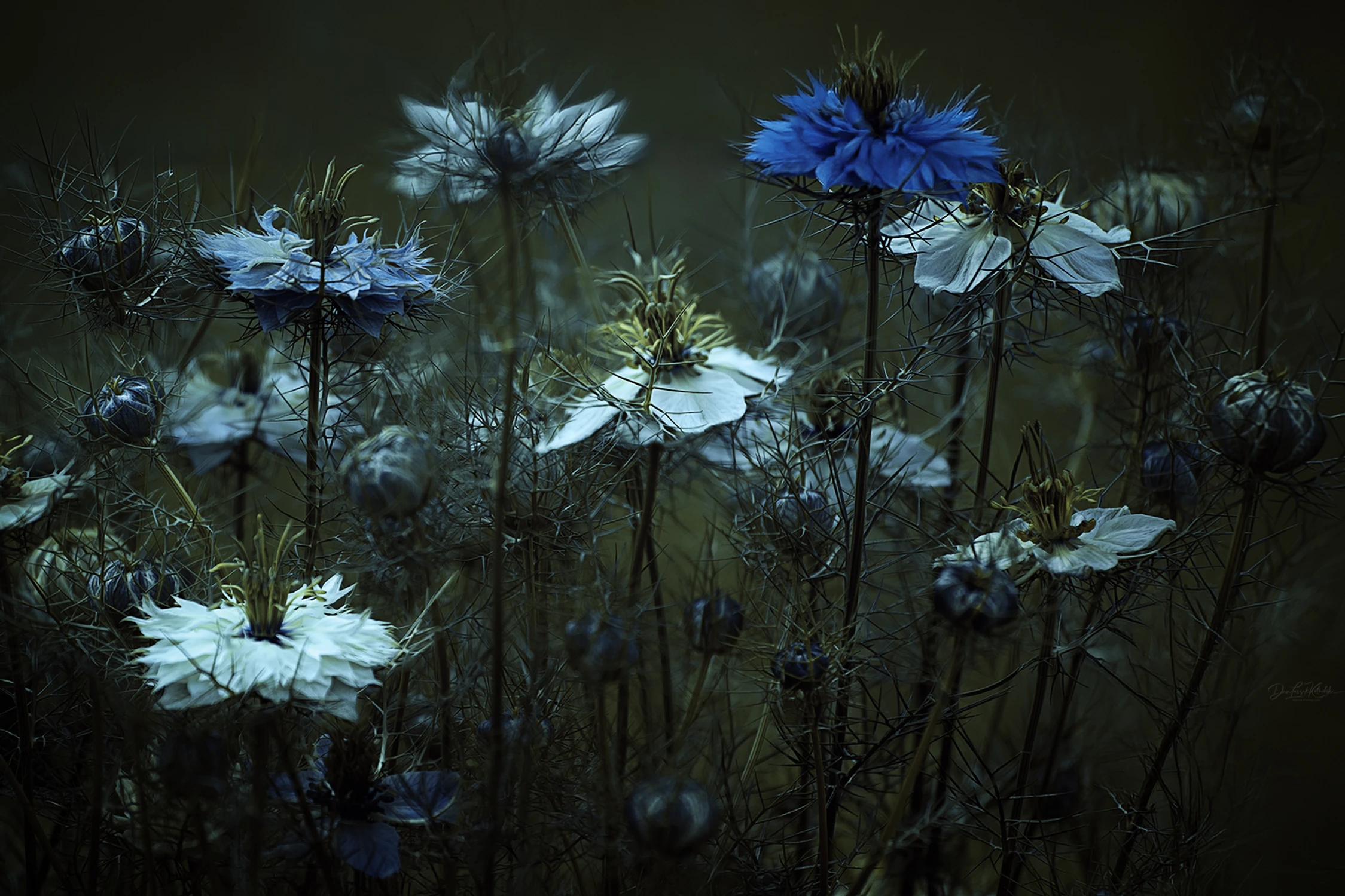 in the garden of oblivion....