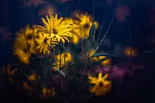 in the garden on an October morning...