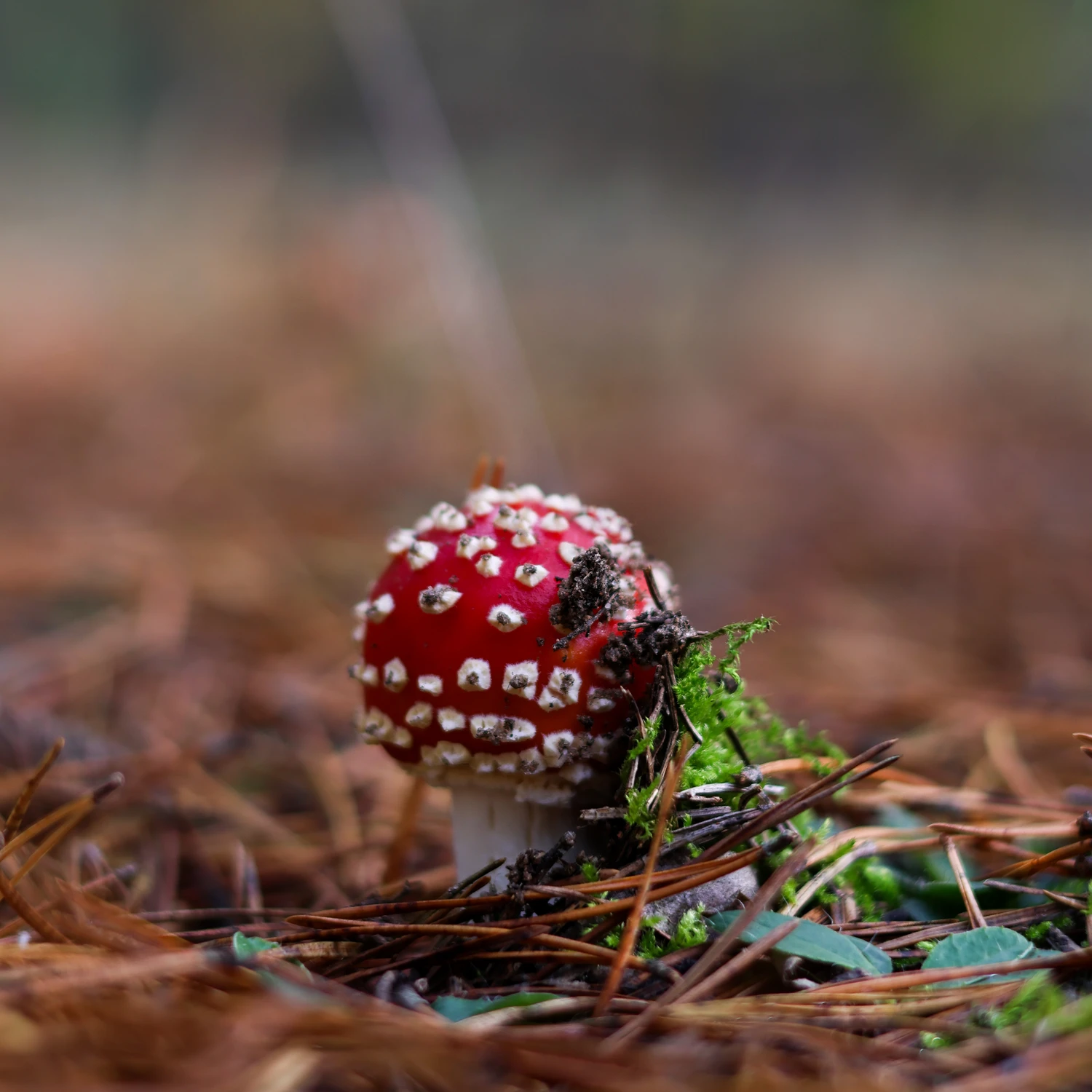 Amanita 2