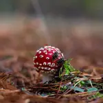 Amanita 2