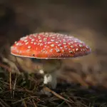 Amanita