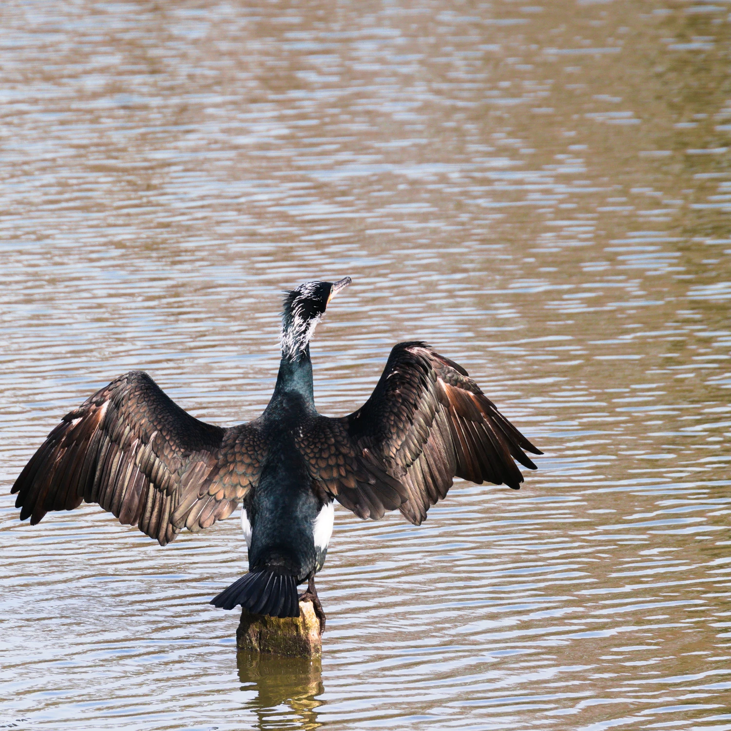 Phalacrocoracidae