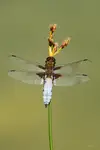 Ważka Płaskobrzucha-Libellula Depressa