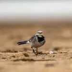 Młoda Pliszka Siwa