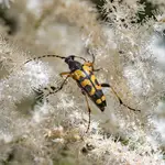 Strangalia Plamista-(Strangalia maculata)