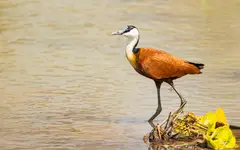 Długoszpon Afrykański 