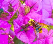 Trzmielówka Wielka-Volucella Zonaria