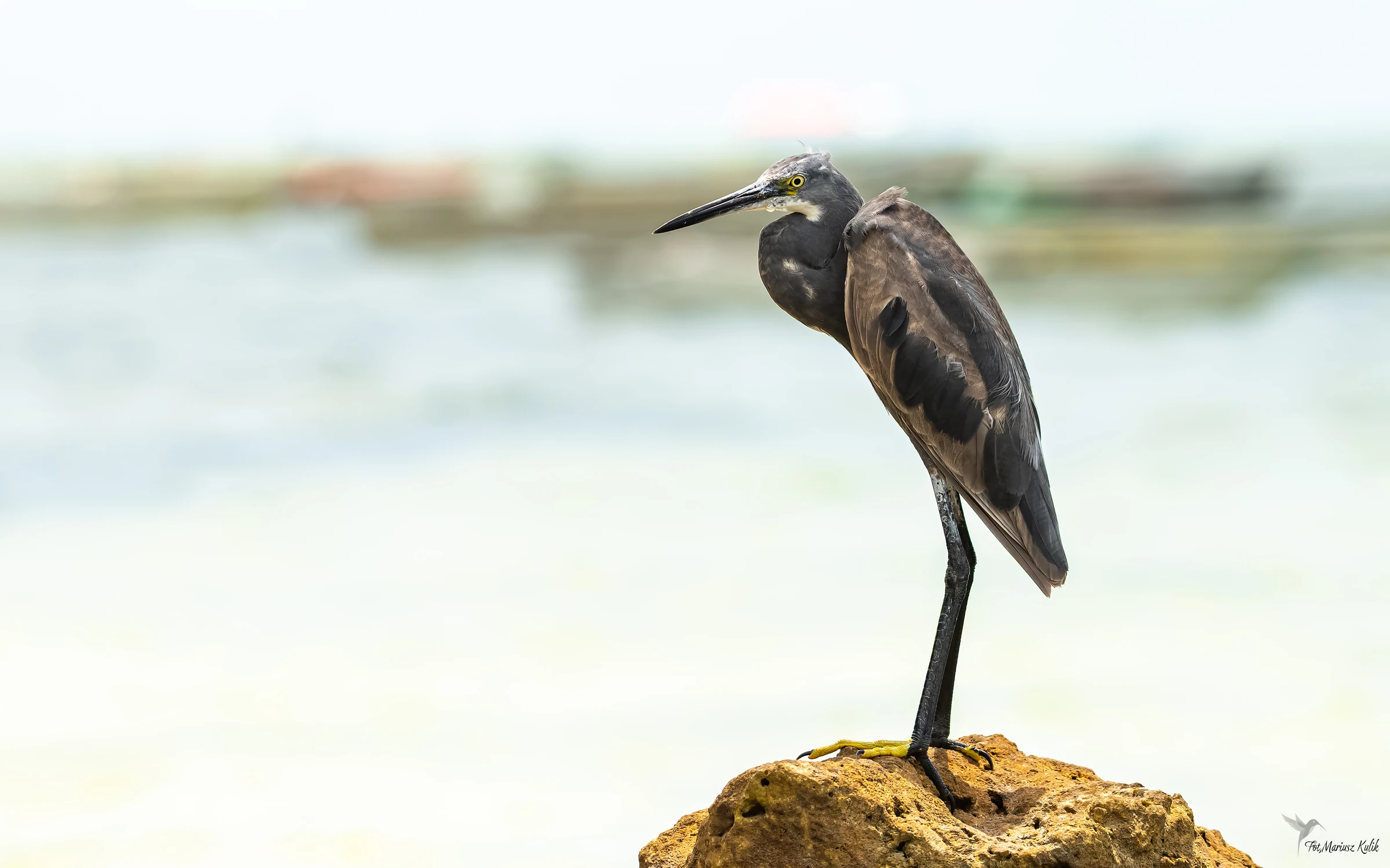 Młoda Czapla Rafowa 