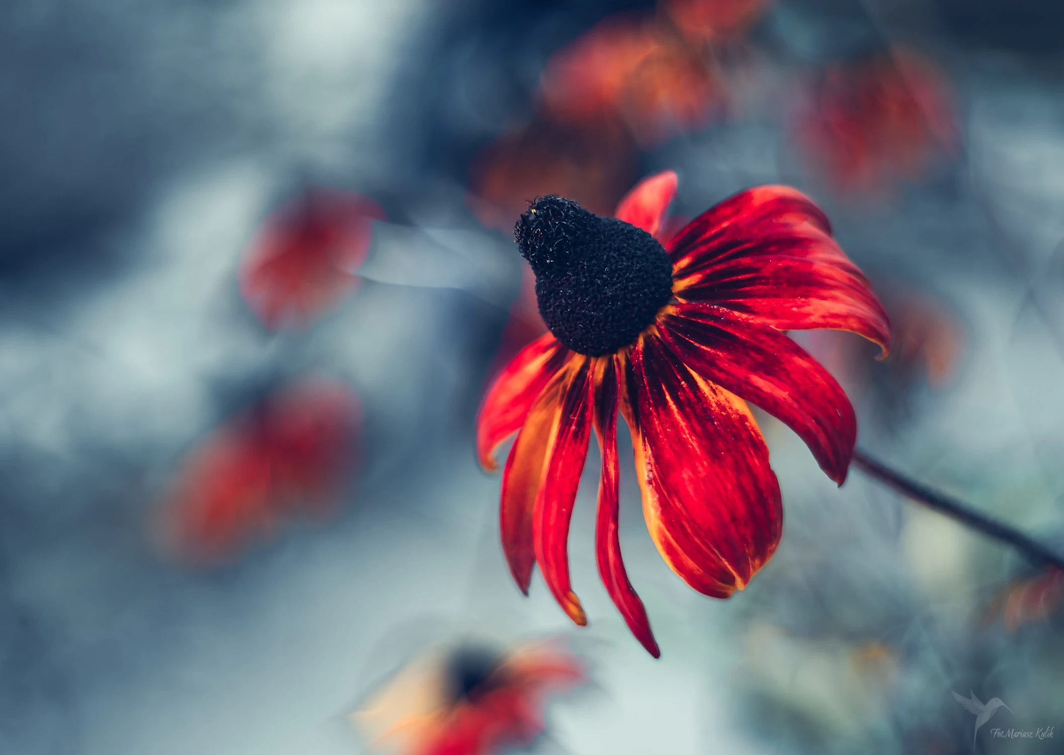 Rudbekia