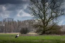 Bociek nad Odrą