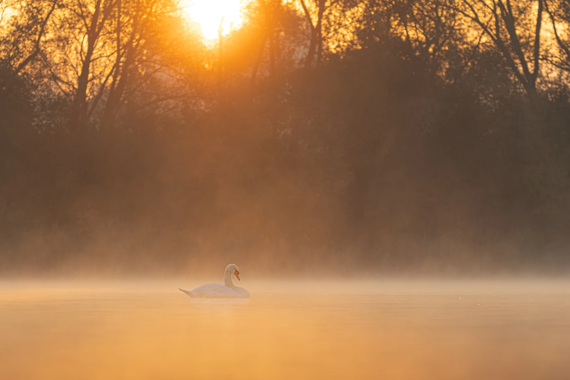 ~Swan sunrise~