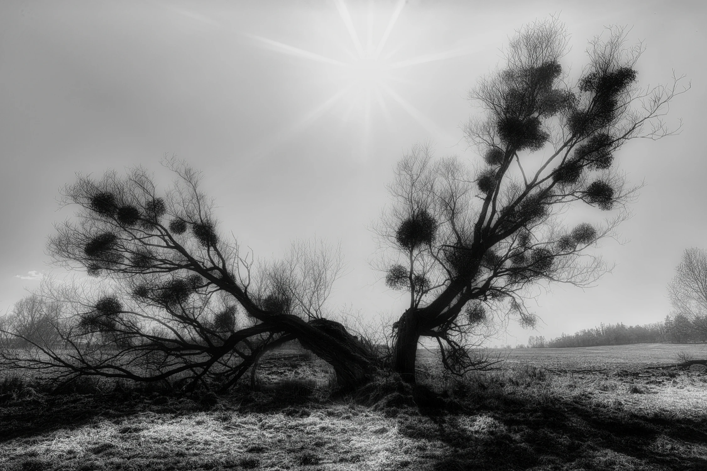 The Soul of the Tree