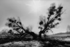 The Soul of the Tree