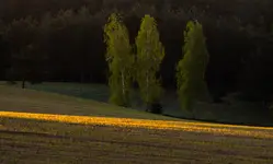 Brzozy na skraju lasu