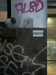 gołąb