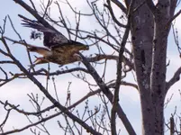 Orlik krzykliwy