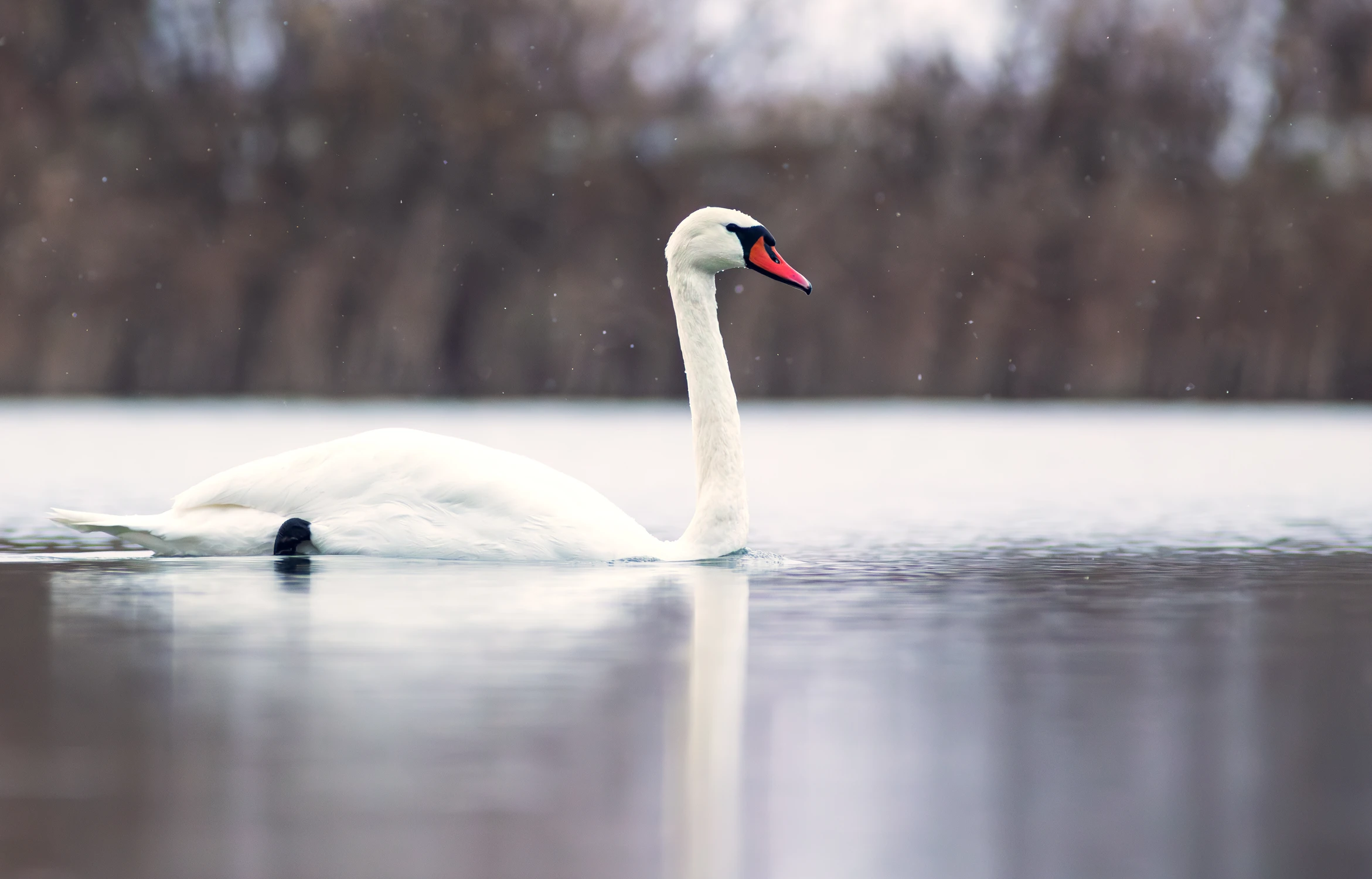 Łabędź niemy 