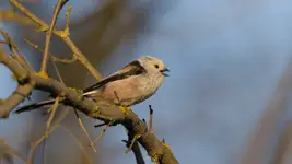 sikora długoogoniasta  :)